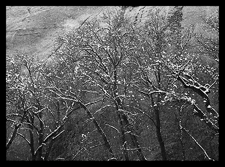 Trees Against Wall in Snow Storm